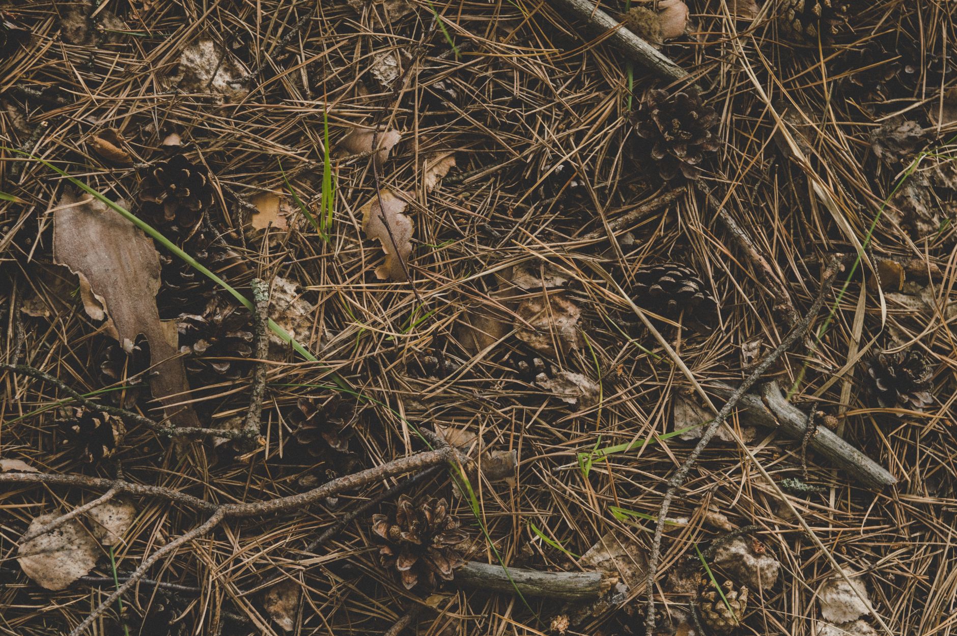 a pine forest floor covered in reddish pine needles and sandy soil