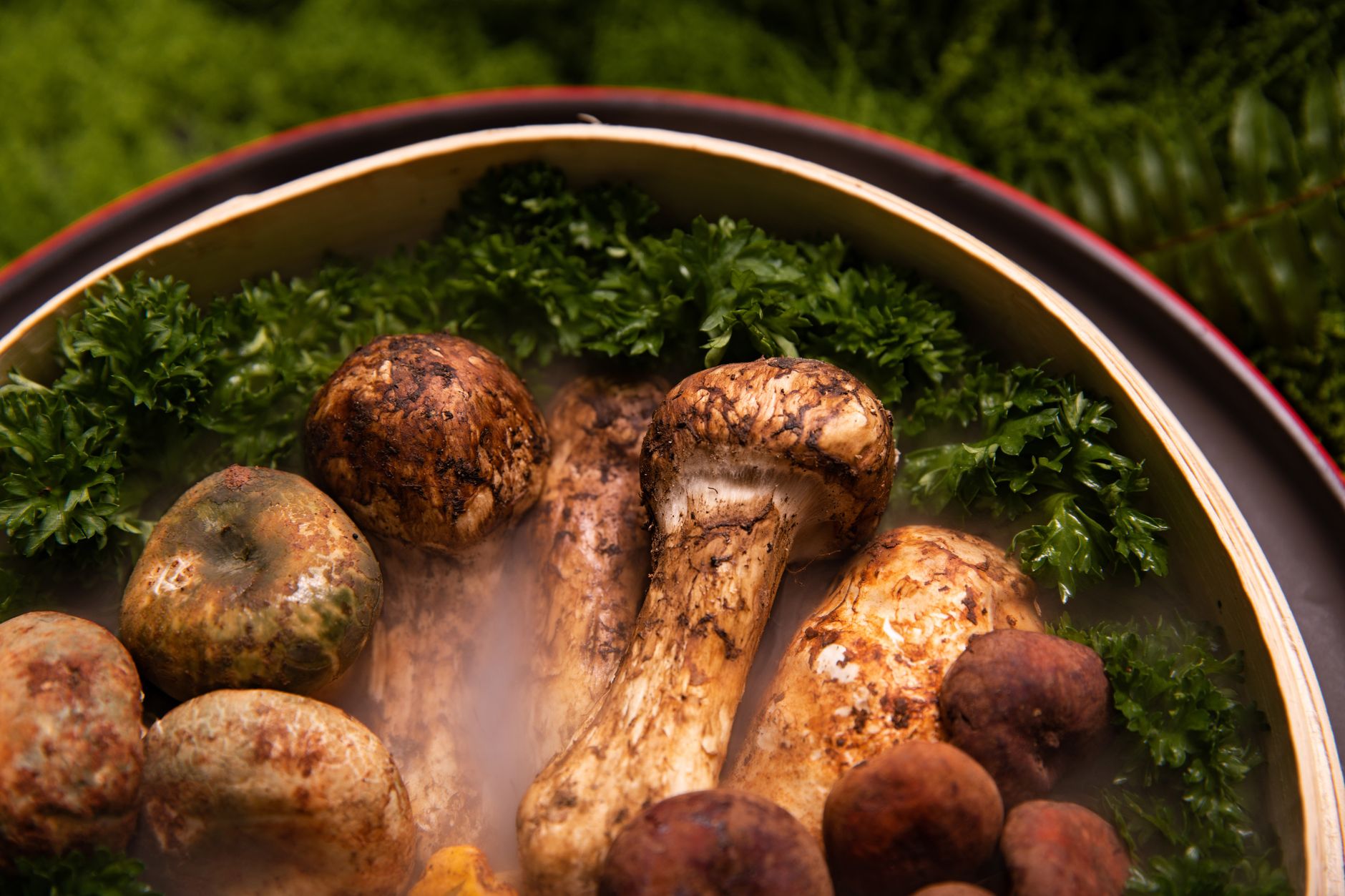 a white matsutake mushroom with a thick stem emerging from pine needle litter