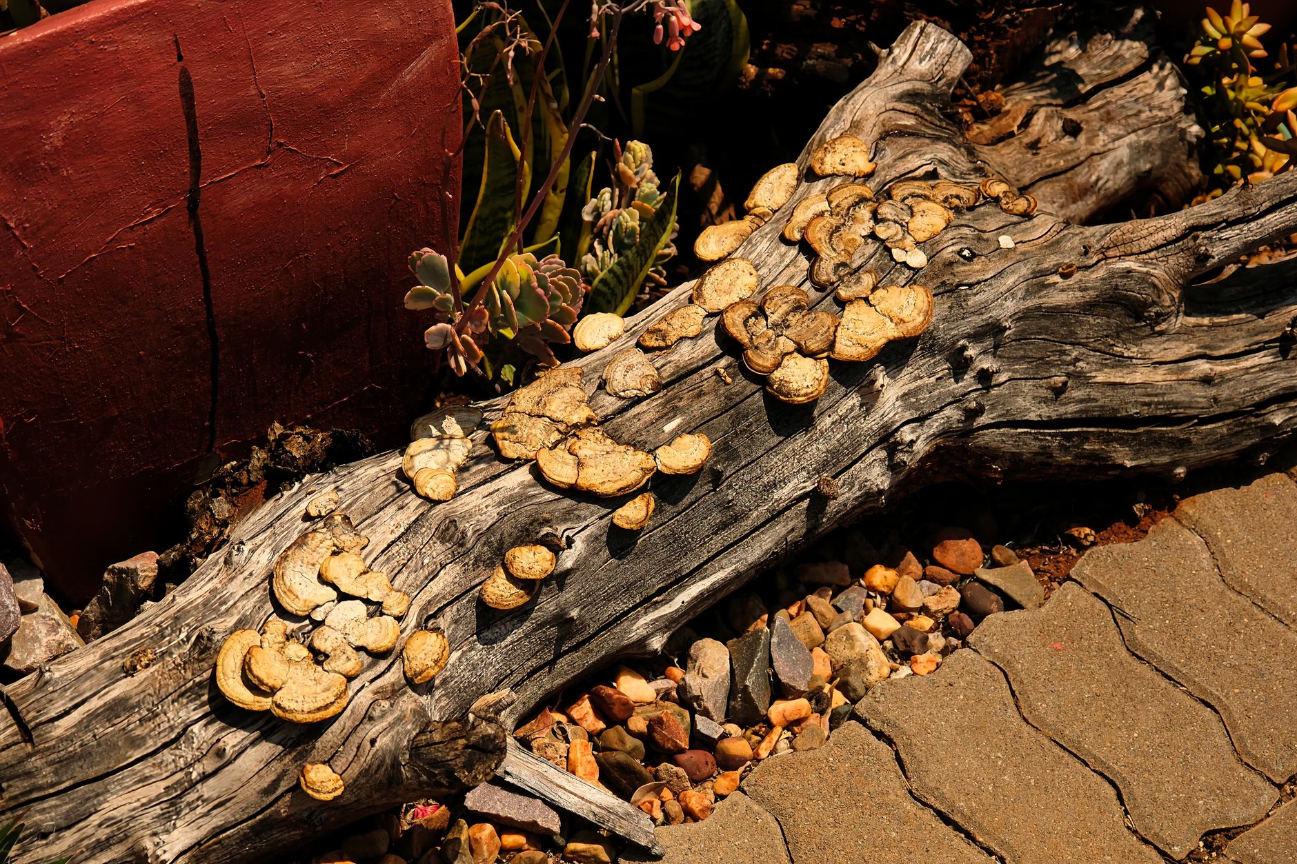 person mixing wood ash and sawdust into a garden soil bed for morel mushrooms