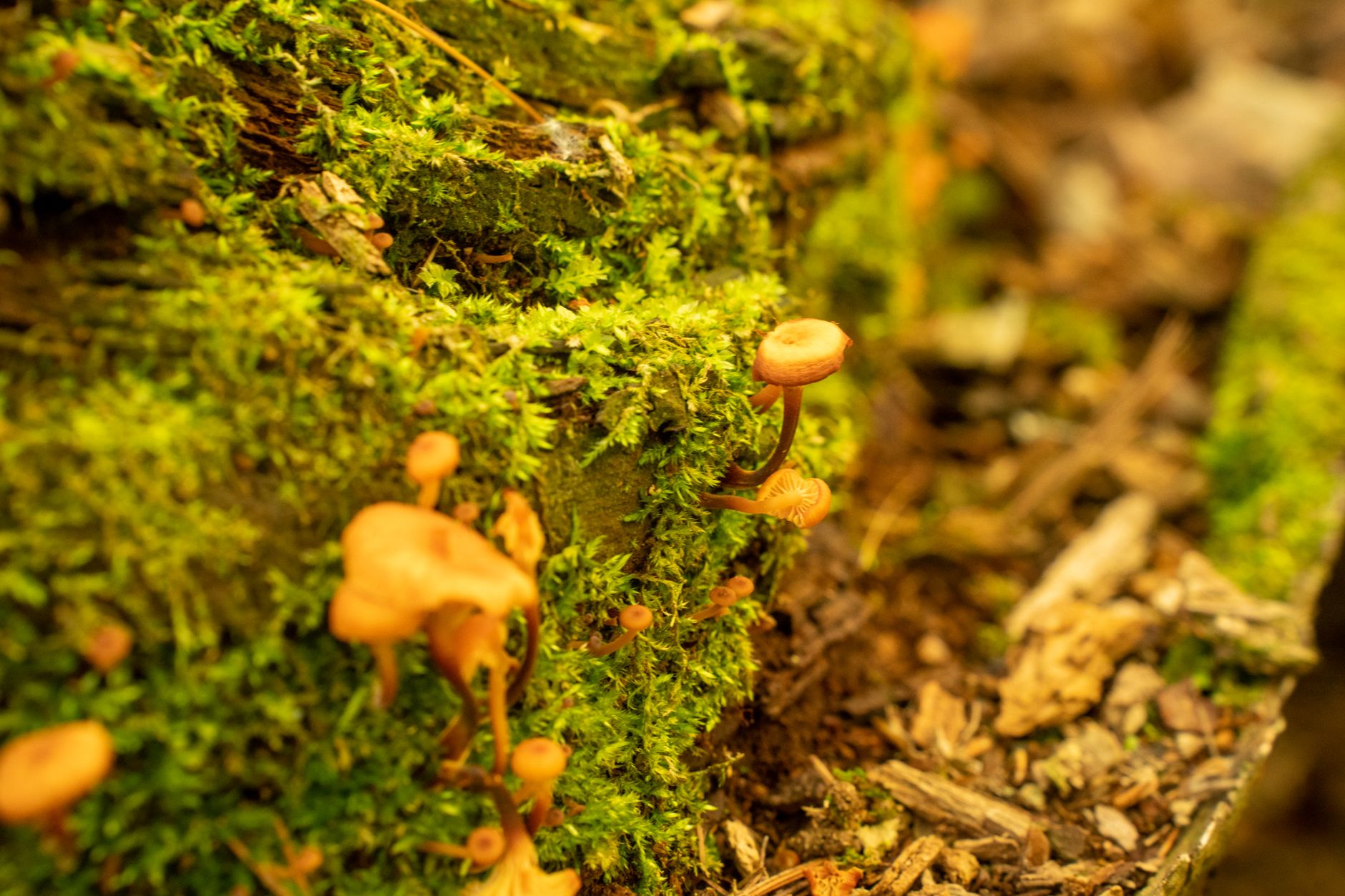 inspecting a mushroom bed for green mold or pests