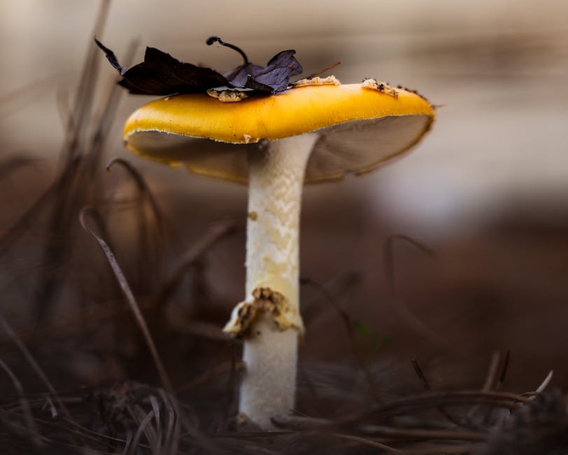 Mushroom Contamination Identification Guide: Green Mold, Wet Rot, and More