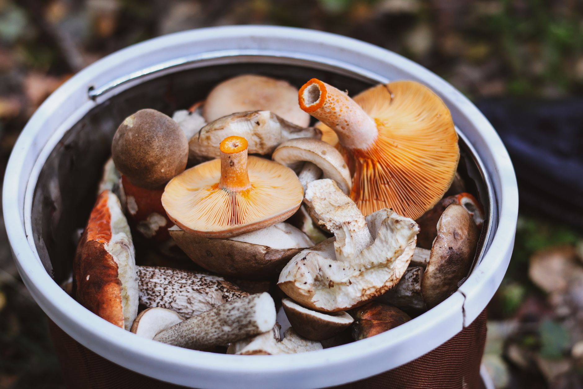 a woven basket filled with freshly harvested oyster and shiitake mushrooms on a wooden table