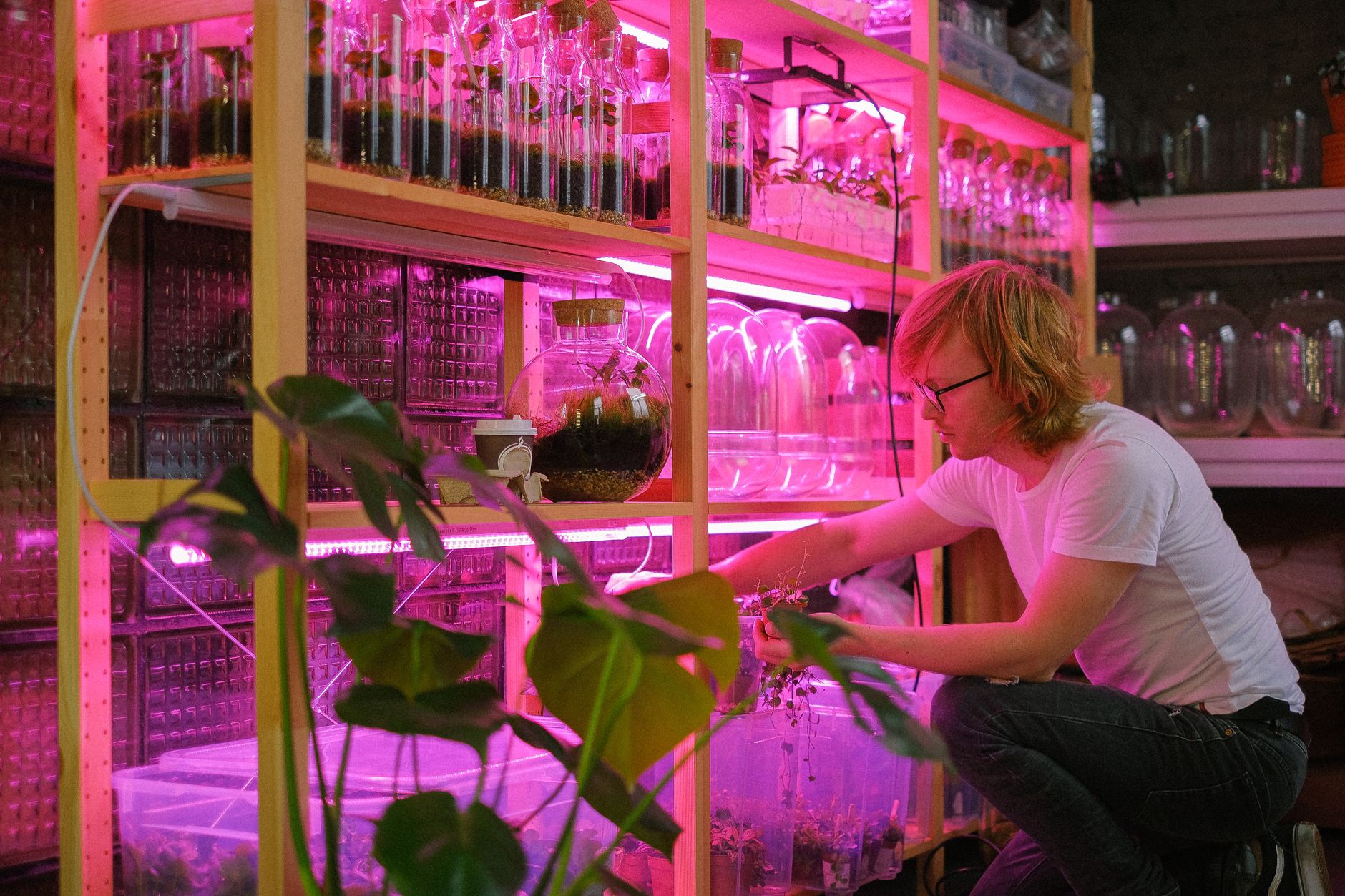 a person misting mushroom blocks inside a small indoor fruiting chamber with clear plastic walls
