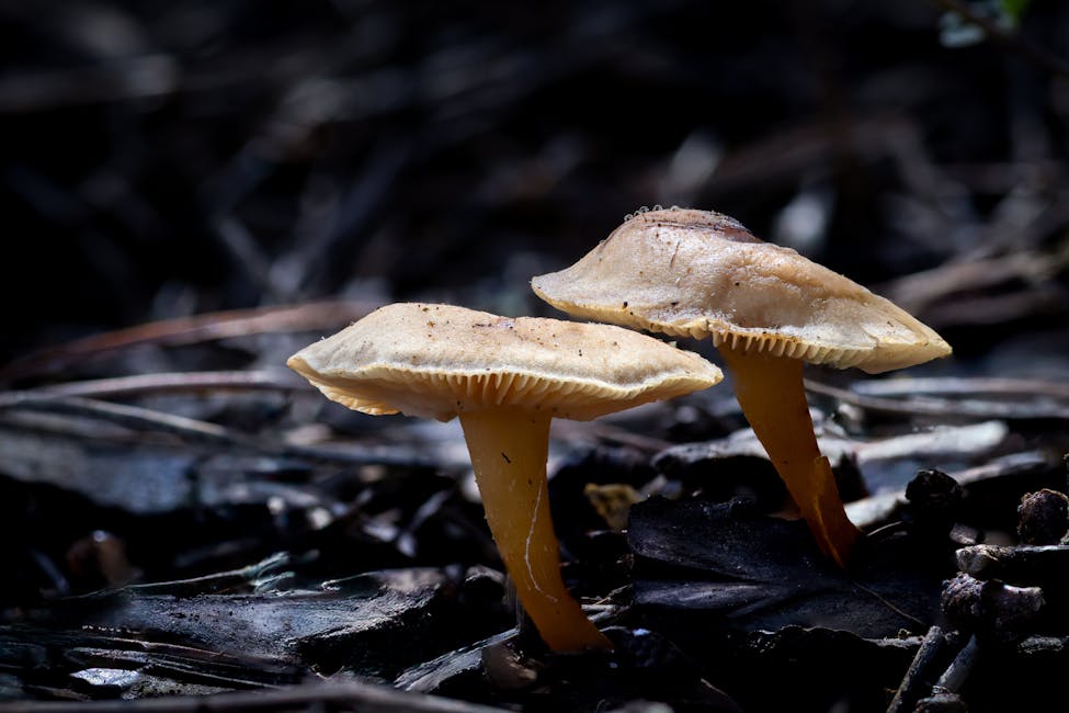 Mushroom Fruiting Conditions Guide: Temperature, Humidity, and Fresh Air