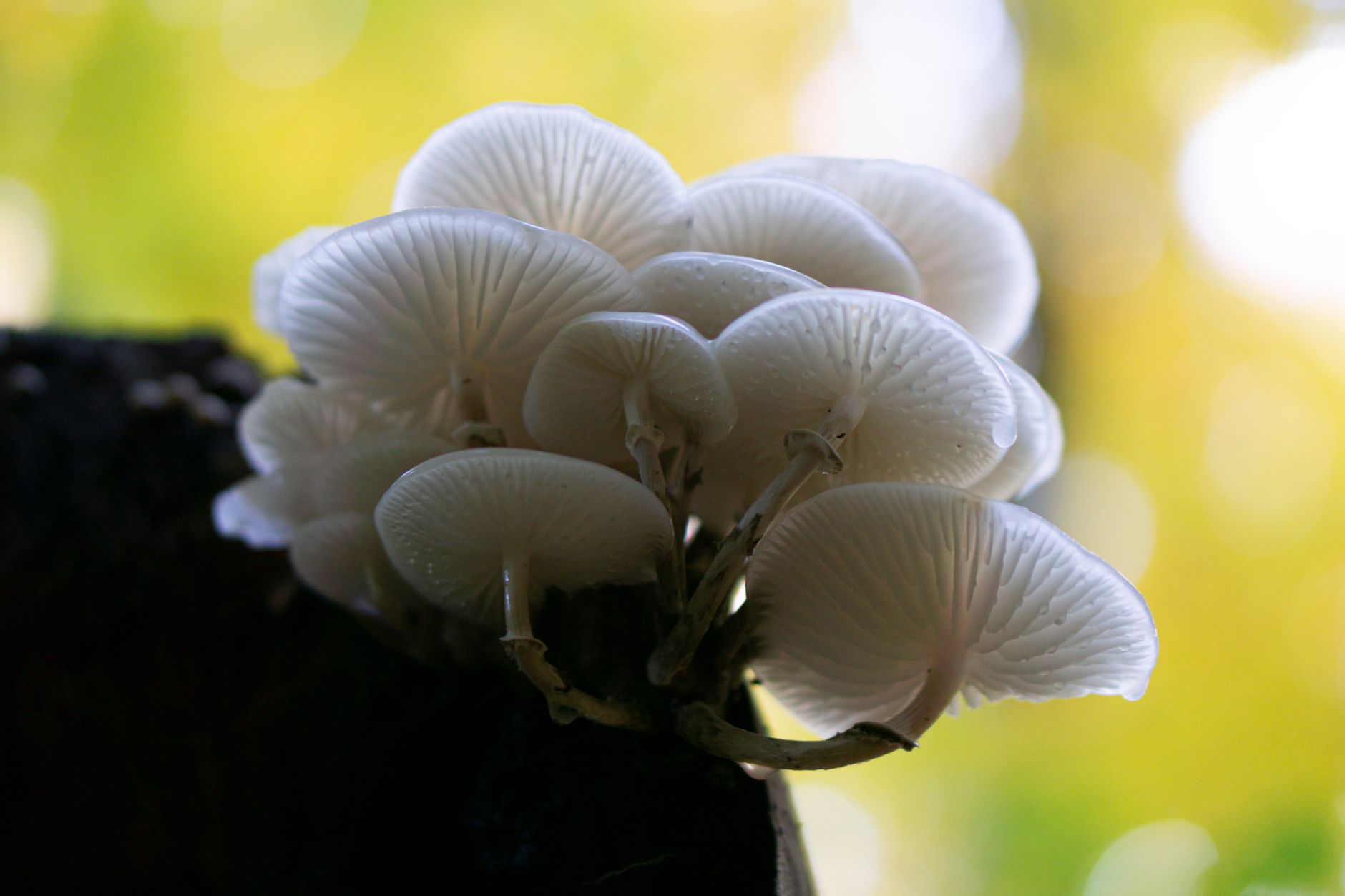 Blue oyster mushrooms fruiting from a white substrate block inside a humid bathroom tub.