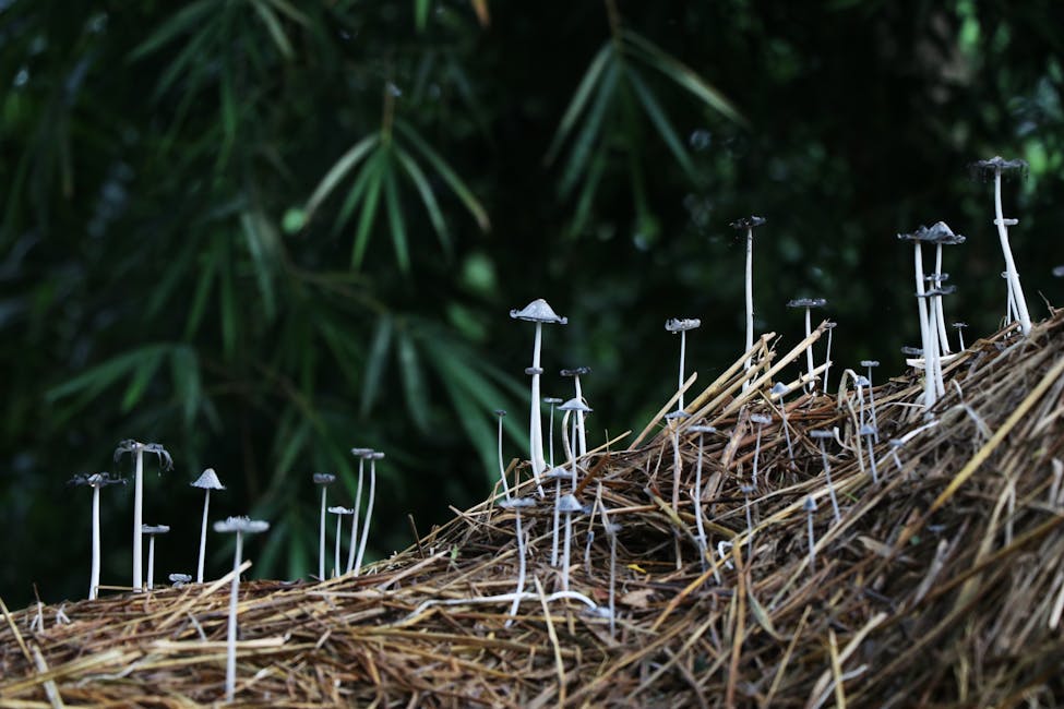 How to Grow Paddy Straw Mushroom: Complete Guide (Moderate, Rice straw)