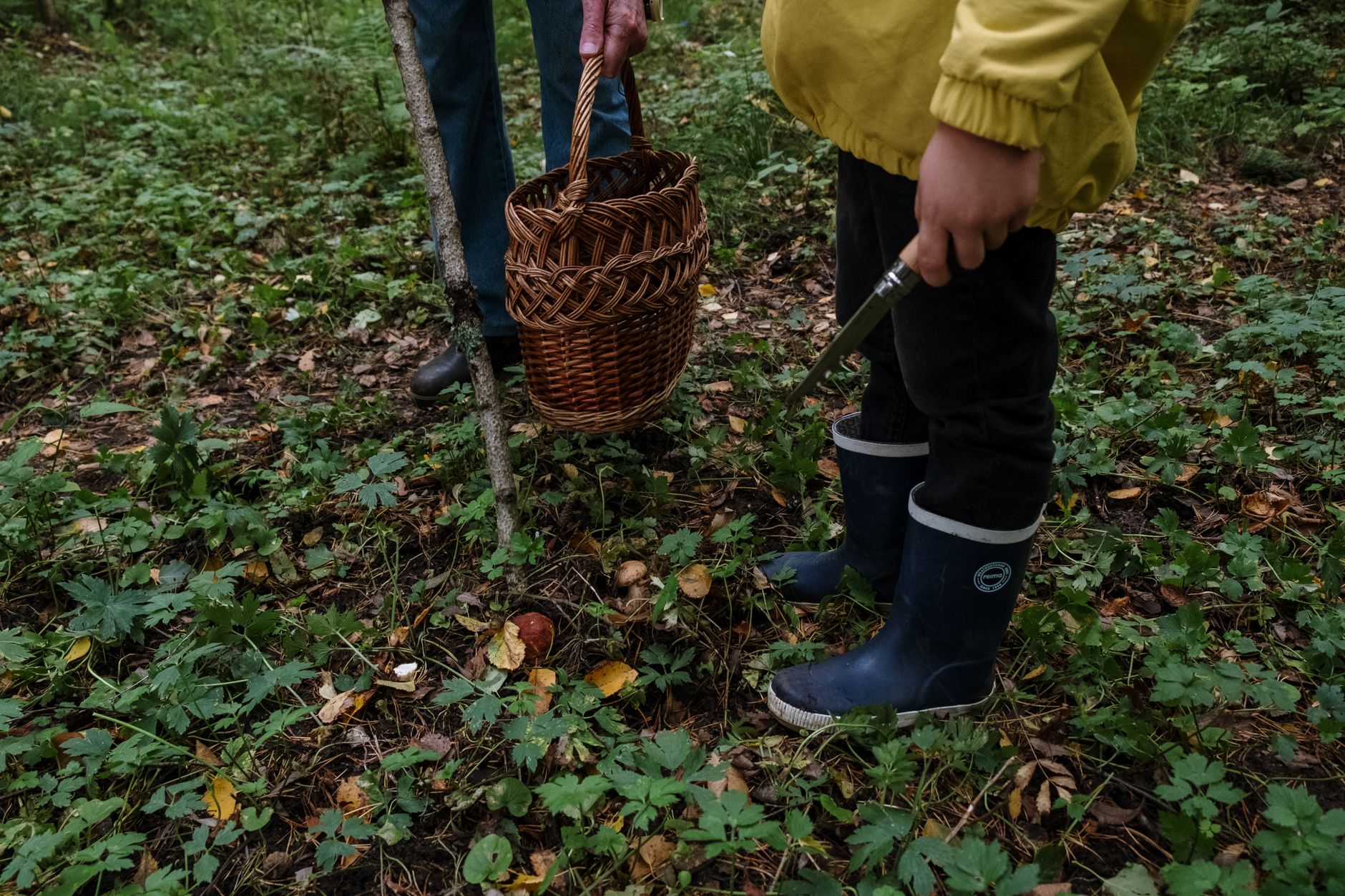 hand harvesting a mature cluster of pioppino mushrooms with a small knife