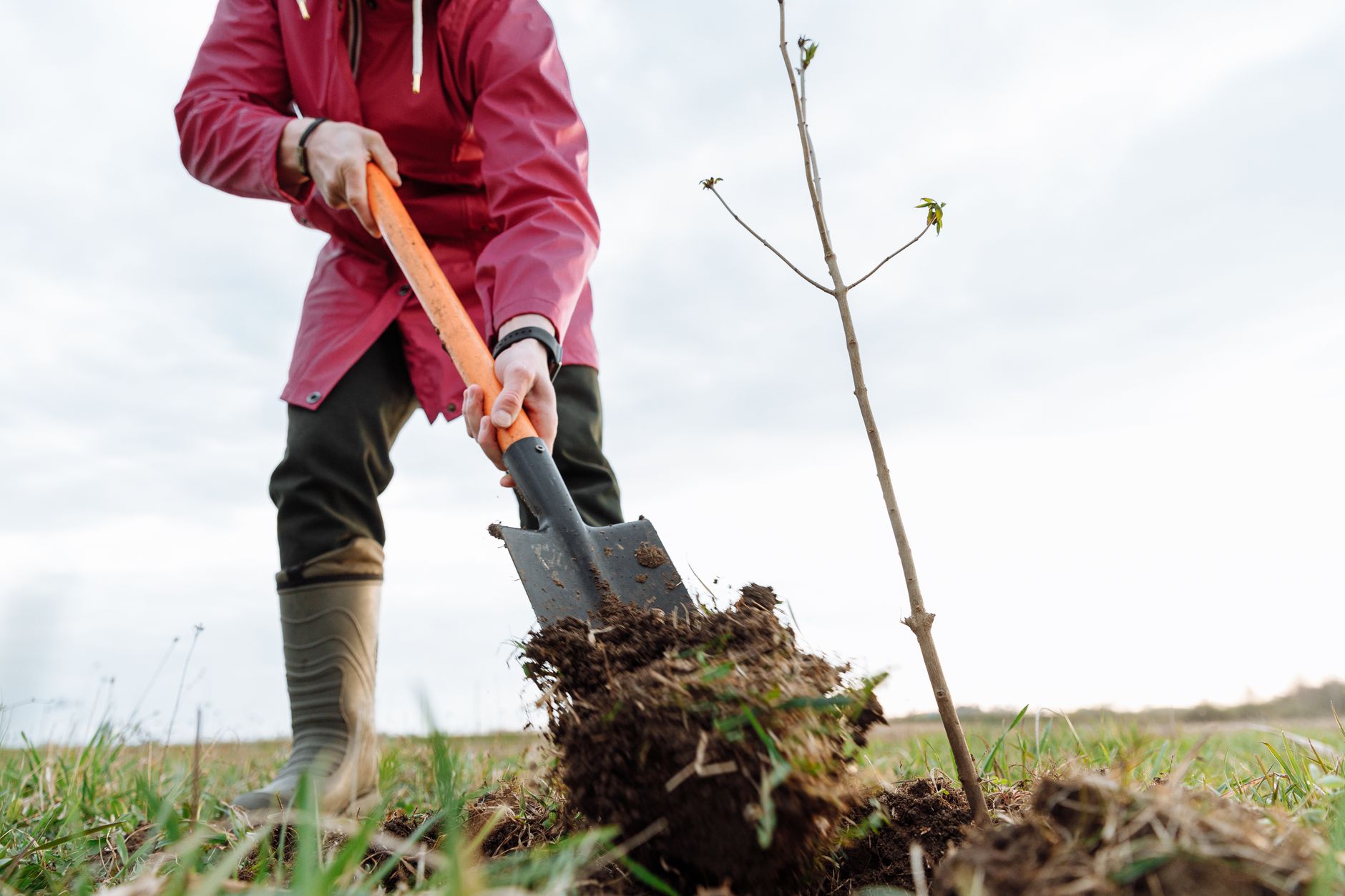person digging a planting hole in sandy loam garden soil