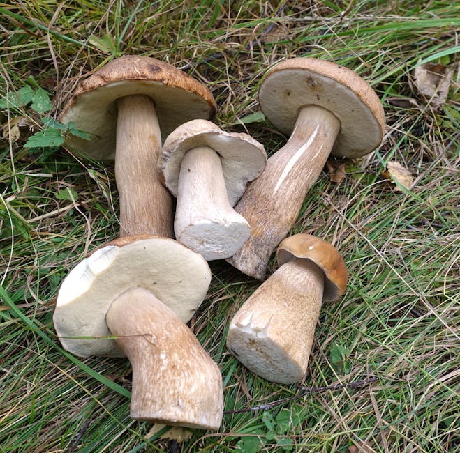 How to Grow Porcini: Complete Guide (Very Hard, Mycorrhizal with spruce/pine/oak/chestnut)