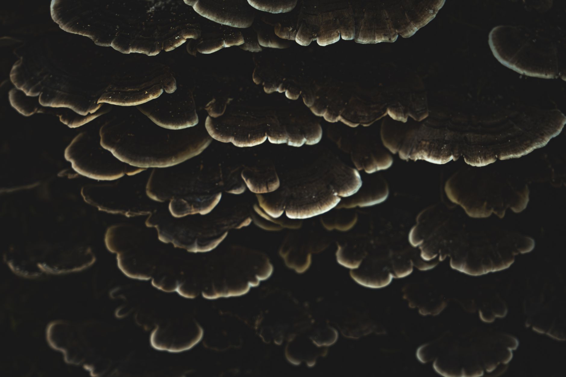 hands spreading a dark peat casing layer over white mycelium in a plastic tray