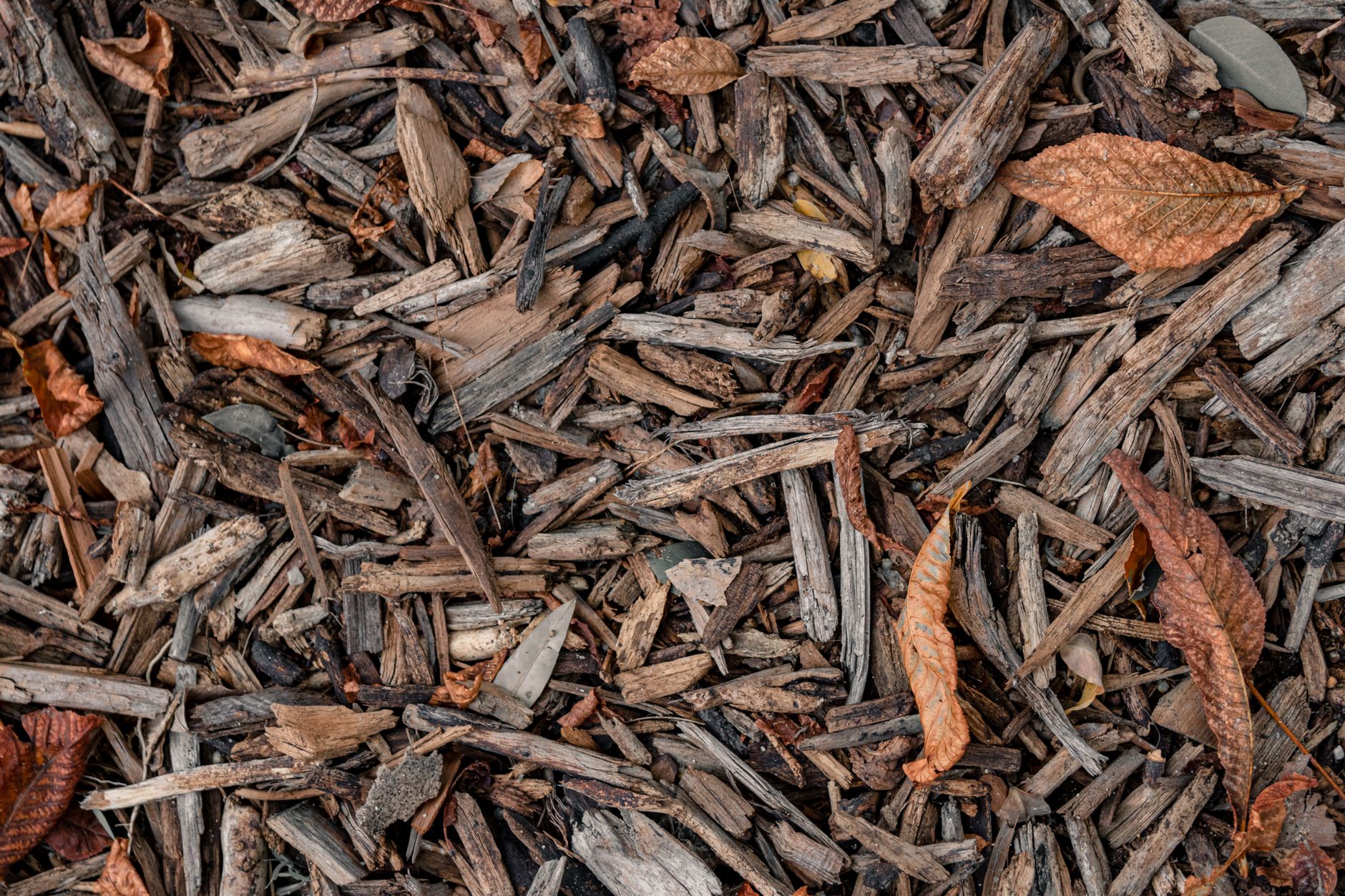 a shaded woodland garden bed covered with wood chip mulch
