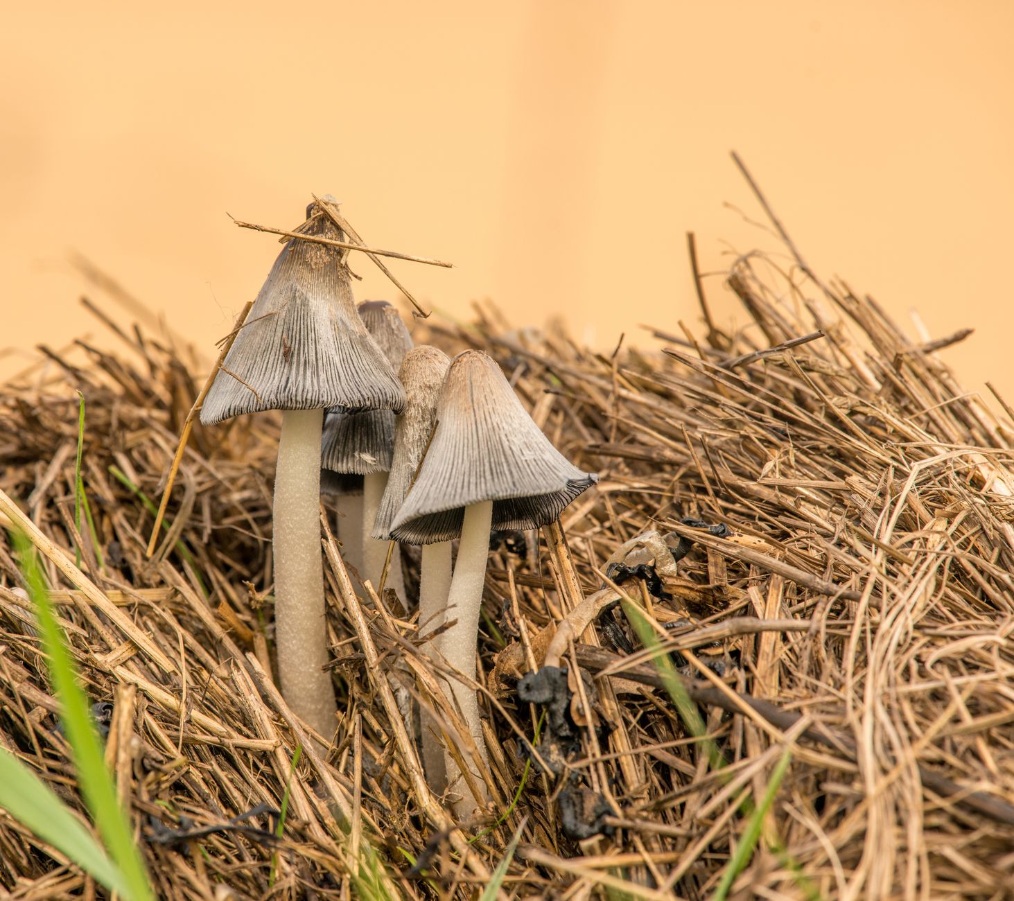 a person mixing composted manure and straw in a wheelbarrow for a mushroom bed