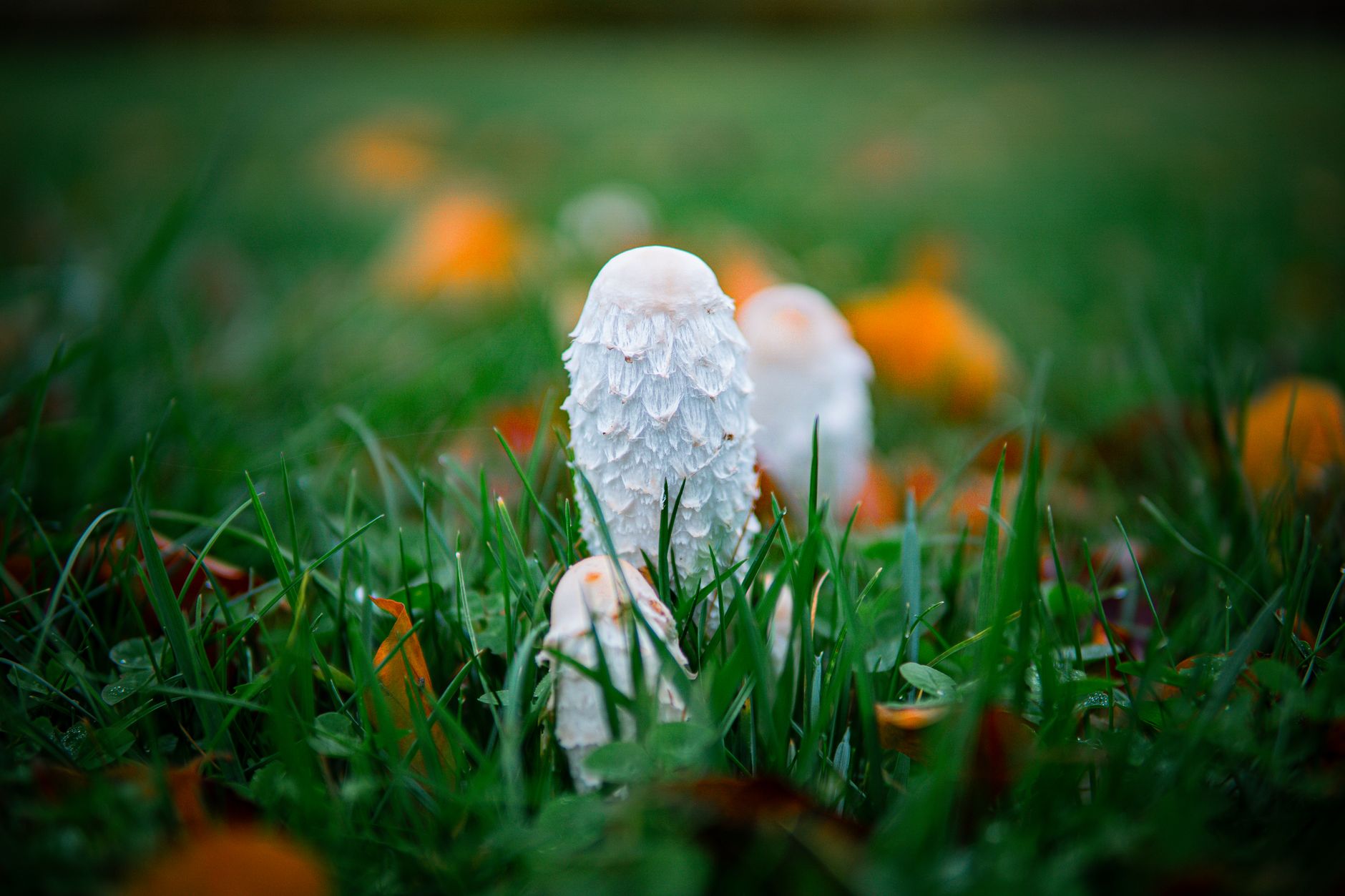 a cluster of tall white shaggy mane mushrooms growing in a garden bed