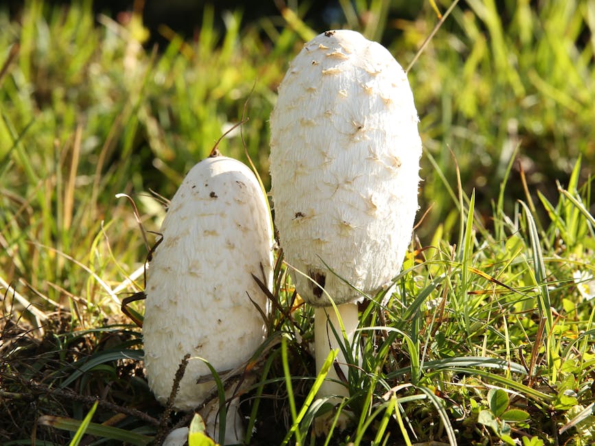 How to Grow Shaggy Mane: Complete Guide (Hard, Lawns)