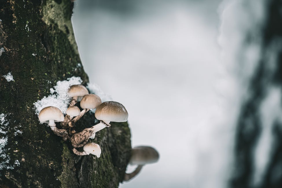 How to Grow Snow Fungus: Complete Guide (Moderate, Hardwood with parasitic yeast)