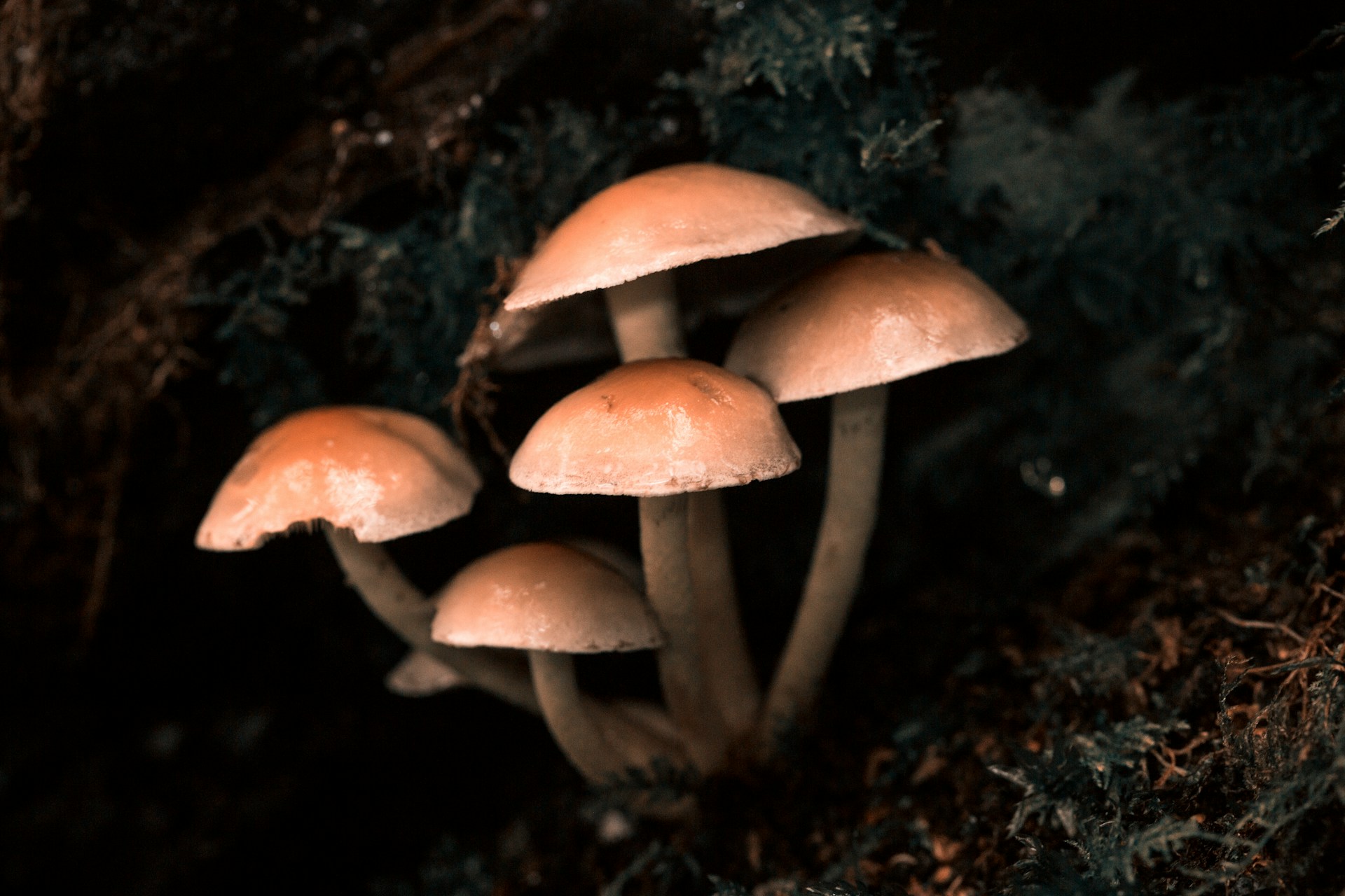 Cluster of mushrooms growing in a dark forest setting
