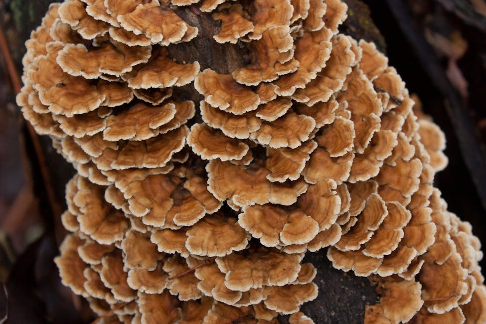 How to Grow Turkey Tail: Complete Guide (Moderate, Hardwood logs and stumps)