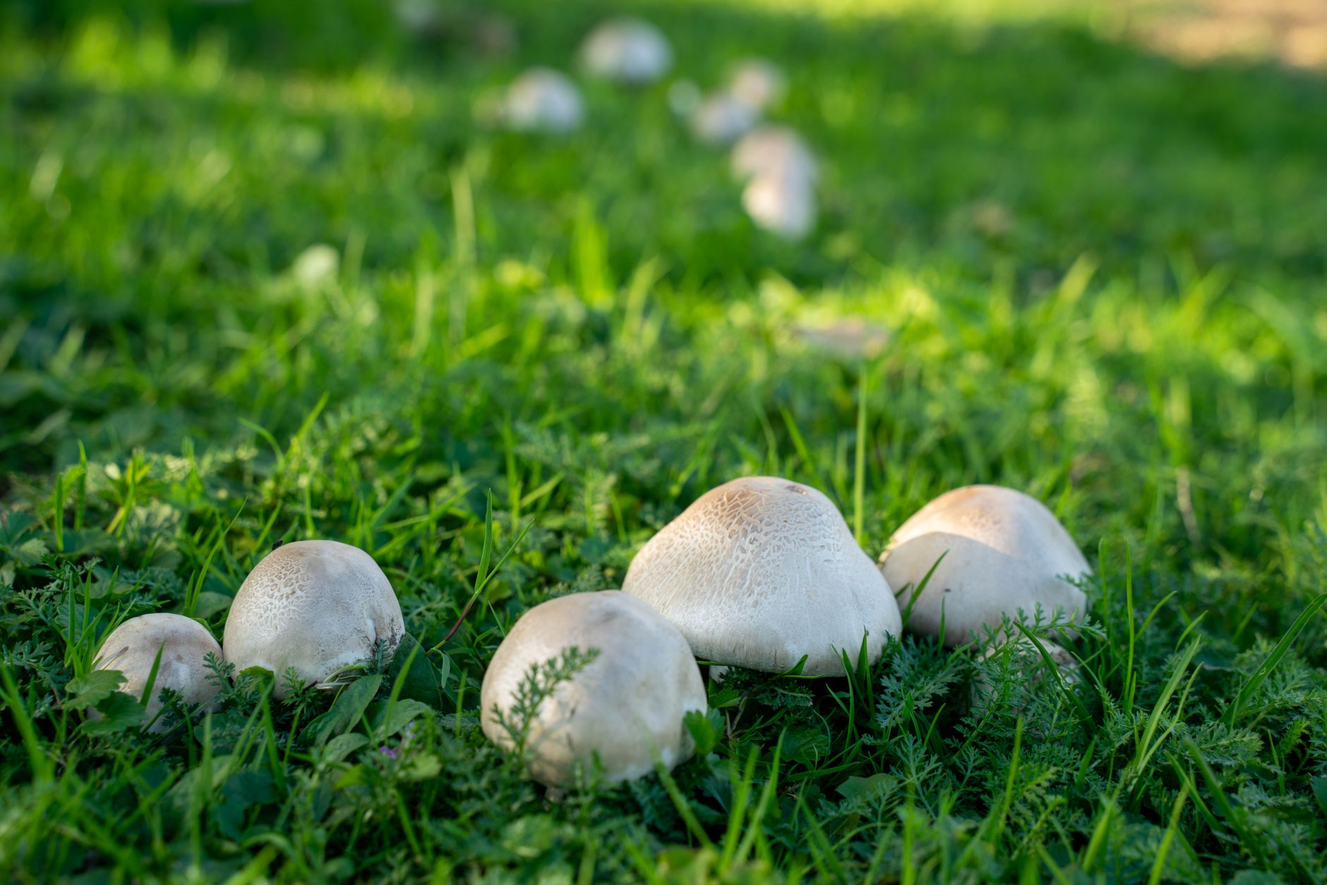 White capped meadow mushroom growing in a green lawn