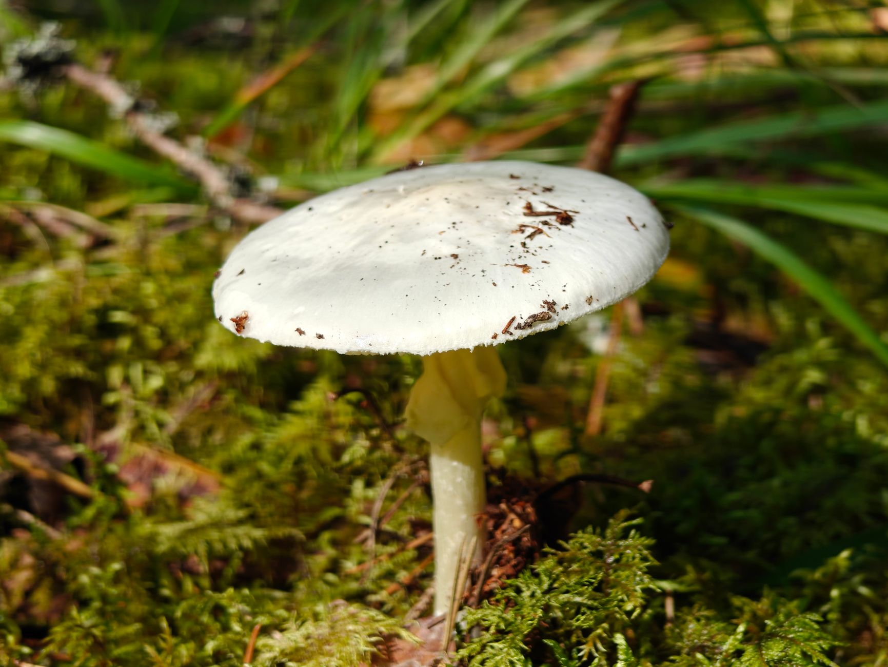 Pure white destroying angel mushroom with white gills and stem