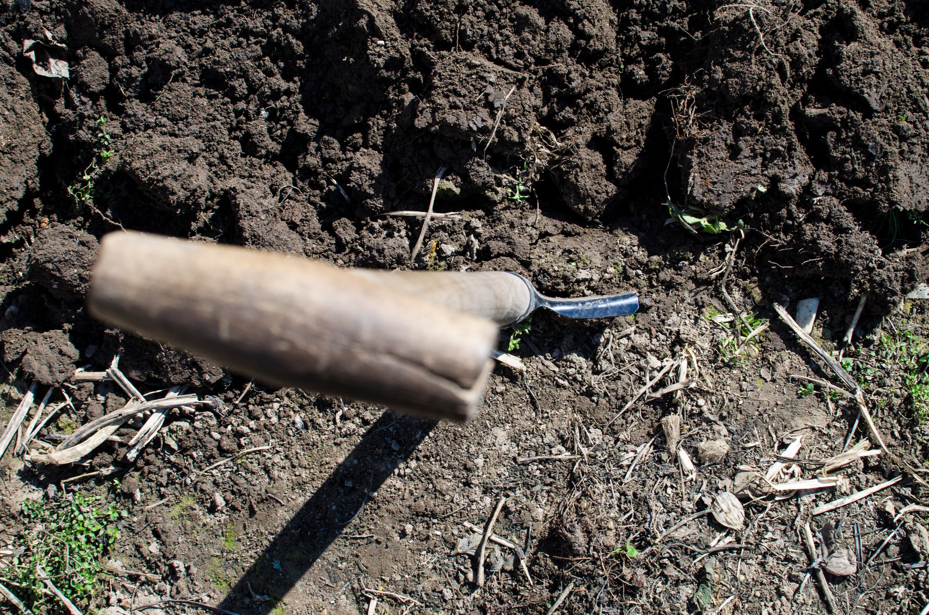 a hand inserting a pH probe into garden soil near a young oak tree