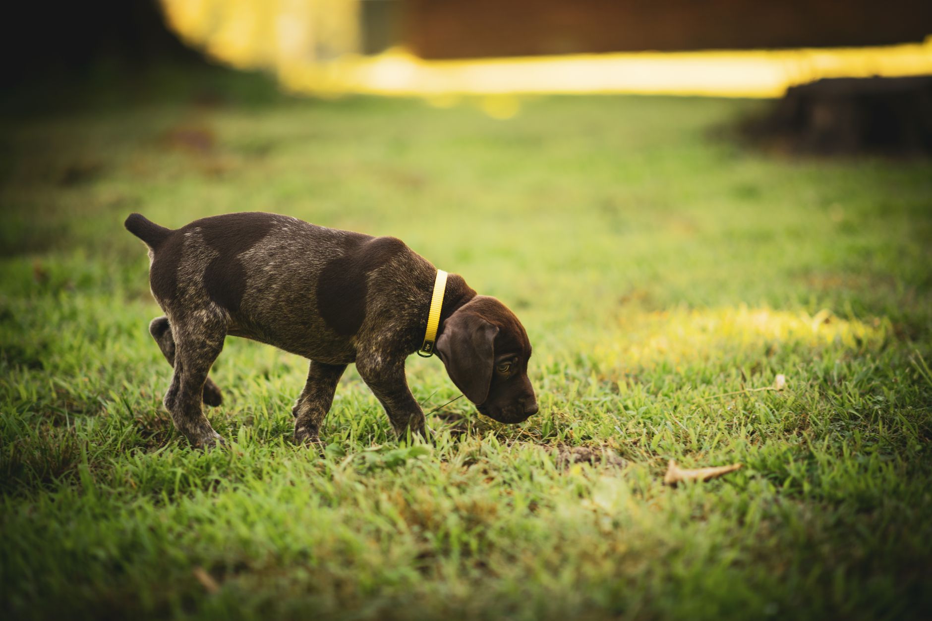 a trained dog scenting the soil surface for ripe truffles in a wooded orchard