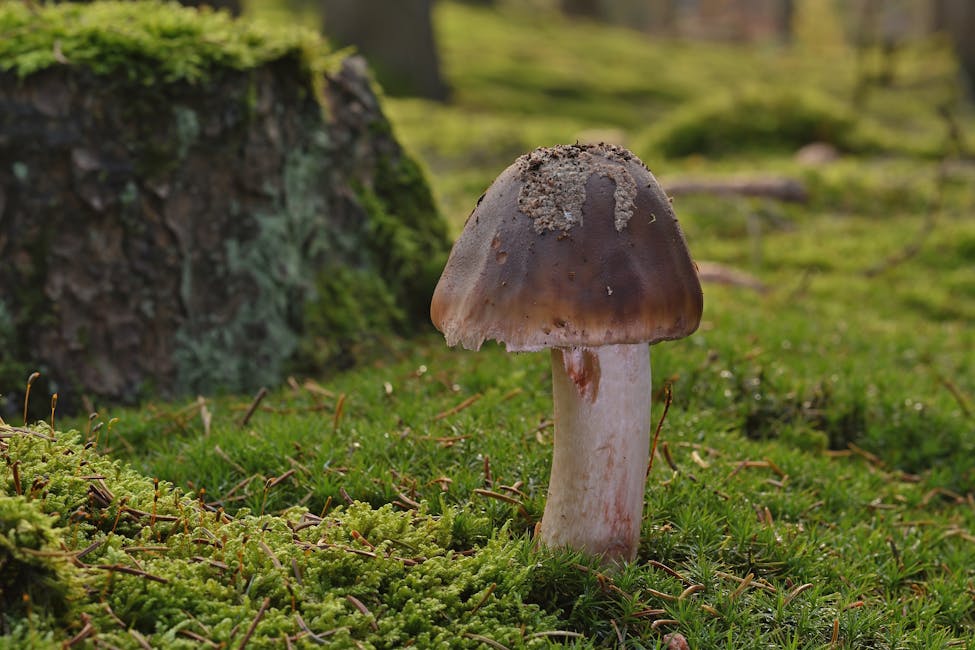 How to Grow Wine Cap: Complete Guide (Very Easy, Wood chips)