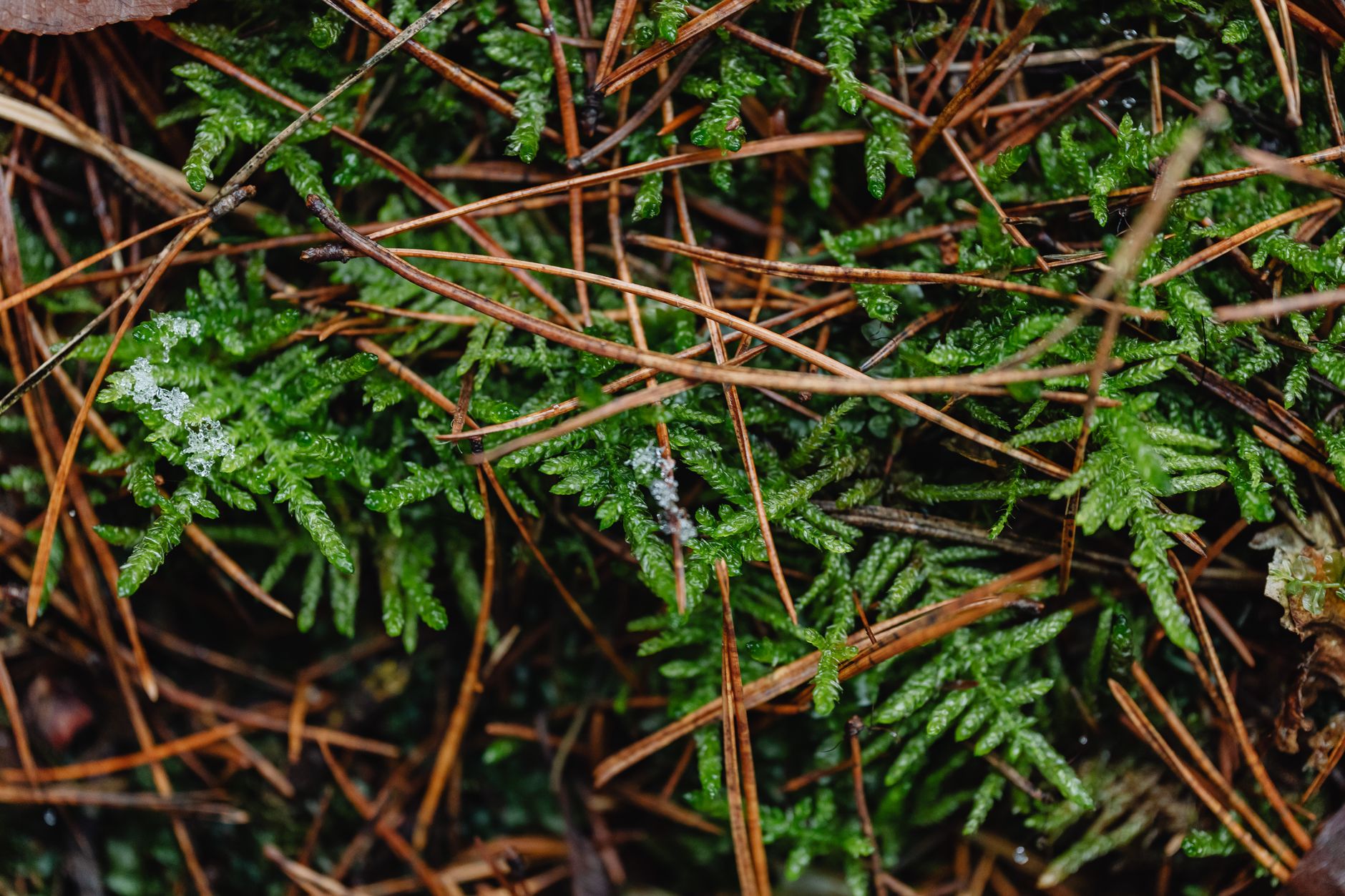 a shaded pine forest floor covered with moss and fallen needles