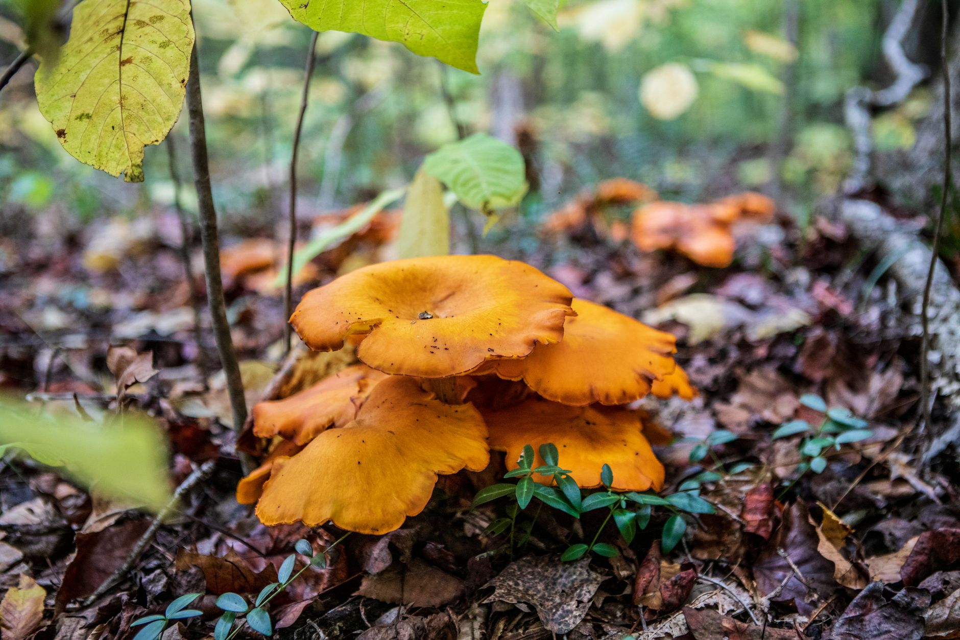a cluster of yellowfoot chanterelle mushrooms growing from moss