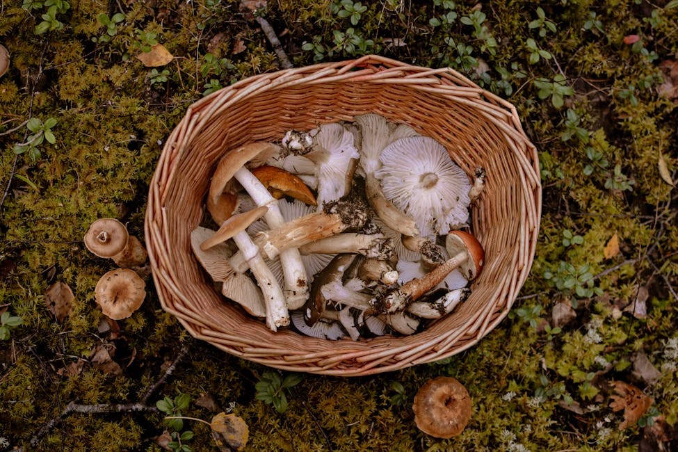 How to Grow Yellowfoot Chanterelle: Complete Guide (Very Hard, Mossy forest floor)