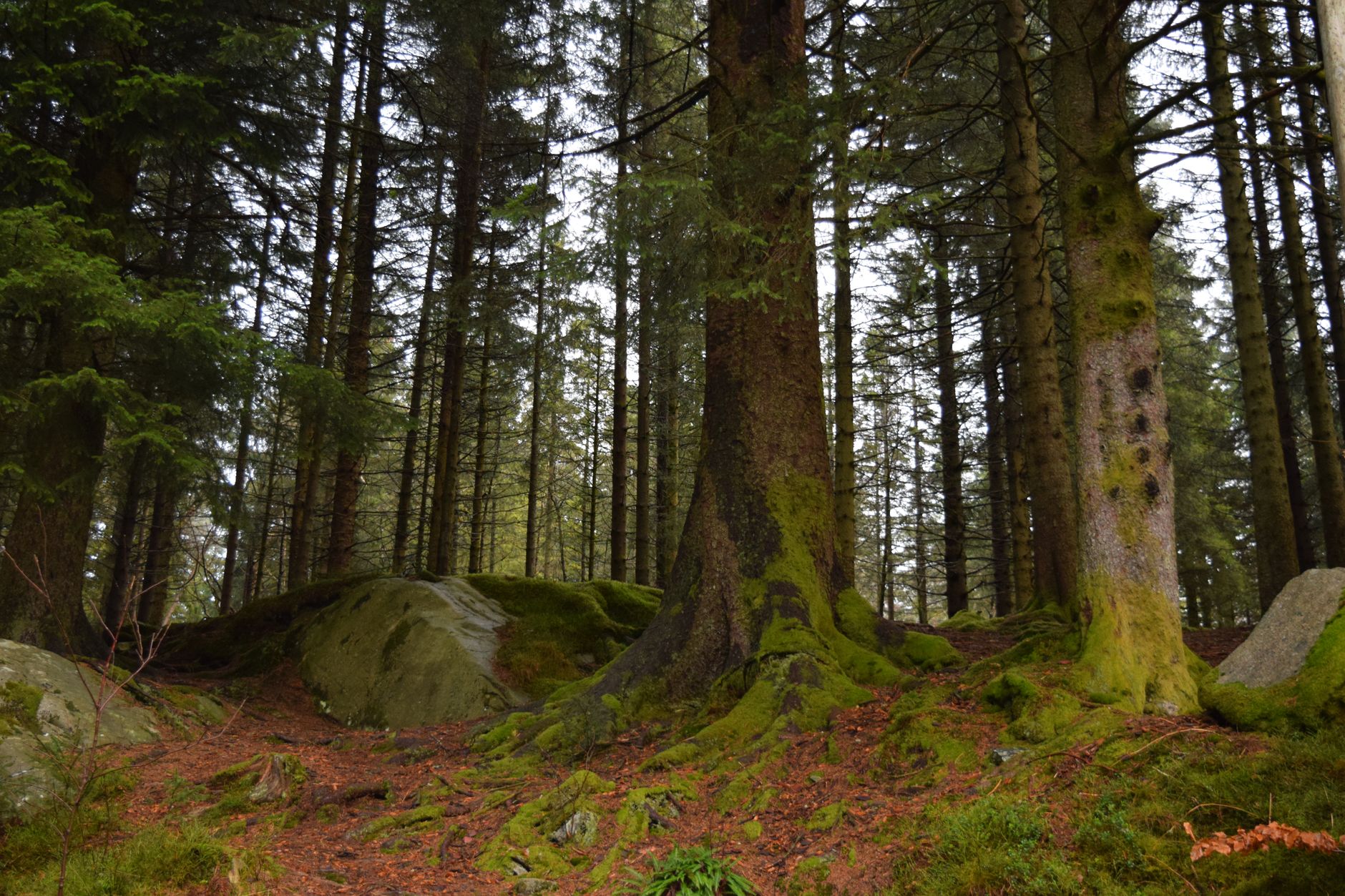 a mossy forest floor under conifer trees suitable for yellowfoot mushrooms